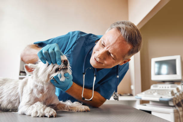 Best Weekend Emergency Dentist in Winterville, NC